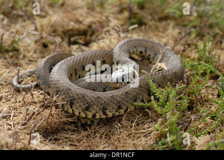 Ringelnatter (Natrix Natrix) aufgerollt. Stockfoto