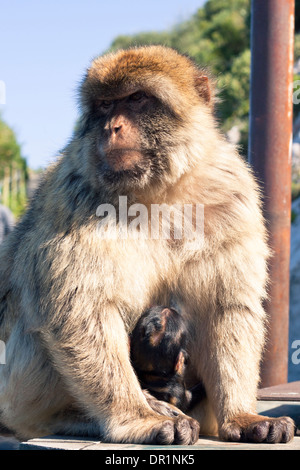 Berberaffen in Gibraltar. Stockfoto