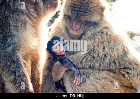 Berberaffen in Gibraltar. Stockfoto