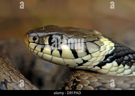 Ringelnatter (Natrix natrix). Neue Forschung hat vorgeschlagen, dieses Tier als Natrix Helvetica umklassifiziert werden. Stockfoto