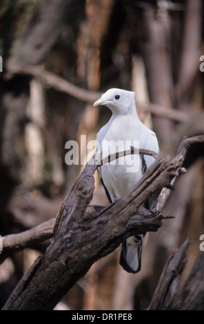 Australien, Tierwelt, Vögel, Torresian Imperial Taube. Stockfoto