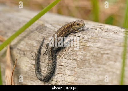 Gemeinsame oder lebendgebärend Eidechse (Zootoca Vivipara), Aalen Stockfoto