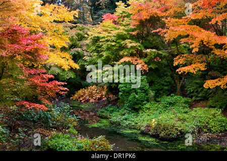 WASHINGTON - Herbstfarben im Abschnitt Yao Garten von Bellevue Botanical Garden. Stockfoto