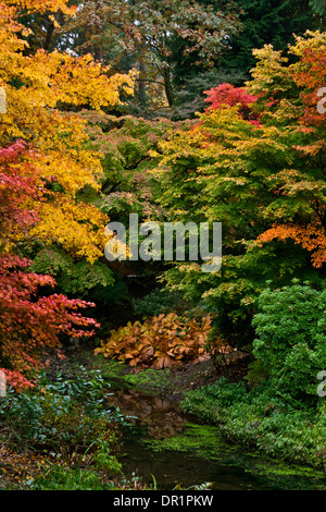 WASHINGTON - Herbstfarben im Abschnitt Yao Garten von Bellevue Botanical Garden. Stockfoto