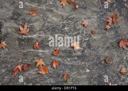 WASHINGTON - Wiedergabe der Blätter auf einem Felsen im Abschnitt Yao Garten von Bellevue Botanical Garden. (Photoshop) Stockfoto