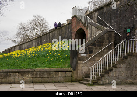 Alte historische Stadtmauern (2 Personen zu Fuß, gelbe Frühling Narzissen auf steilen Böschung, Stufen führen zu hohen Gehweg) - York, Yorkshire, England, Großbritannien Stockfoto