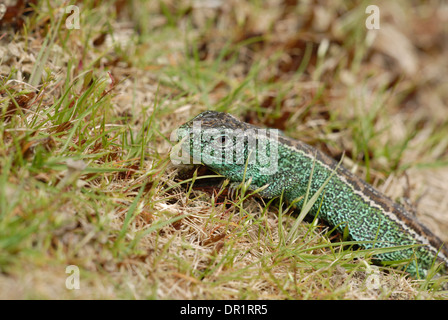 Zauneidechse (Lacerta Agilis). Männlich in der Zucht Farben. Stockfoto