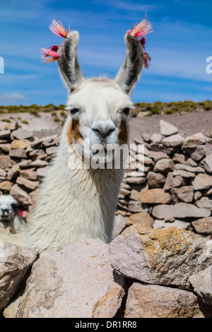 Kopf und Hals von einem Lama nach vorne mit Ohren verziert mit roten Feder-wie Markierungen, wer der Besitzer ist. Stockfoto