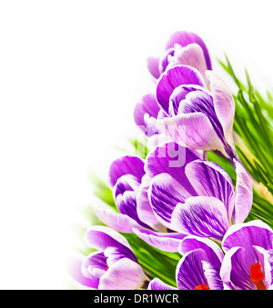 Lila Krokus vor weißem Hintergrund Stockfoto