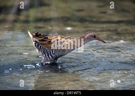 Wasser-Schiene (Rallus Aquaticus). Erwachsenen auf Nahrungssuche im Stream. Stockfoto