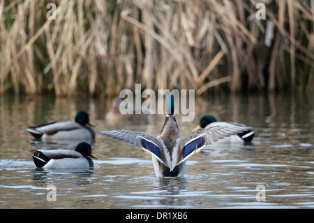 Stockente (Anas Platyrhynchos) Drake vor eine Henne, North Texas anzeigen Stockfoto