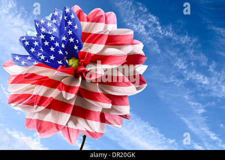 Dahlie als Flagge der USA auf Hintergrund des blauen Himmels Stockfoto