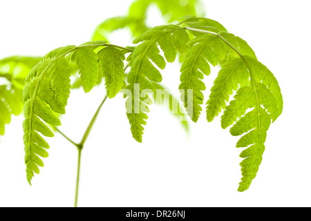 Gemeinsamen Eiche Farn auf weißem Hintergrund Stockfoto