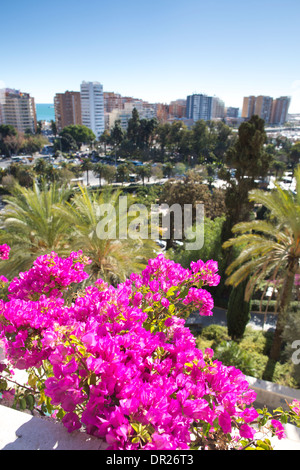 Lila Bougainvillea Blumen, Malaga, Andalusien, Spanien Stockfoto