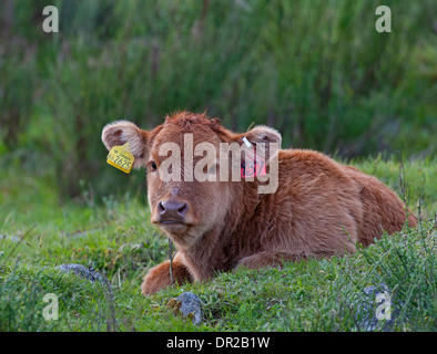 Eine junge Kuh Kalb mit obligatorischen Ohrmarken für Registrierung Identität.   SCO 9250. Stockfoto