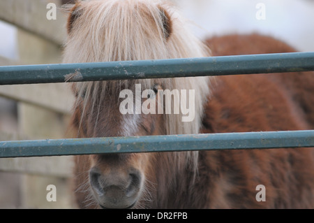 Ein Shetland-Pony hinter einem Tor in die Kamera schaut. Die Mähne ist in der Pony-Augen. Stockfoto