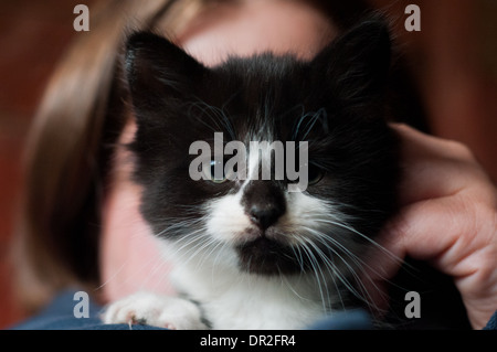 Eine schwarze und weiße Kätzchen mit grünen Augen, die über eine Schulter Damen statt. Stockfoto