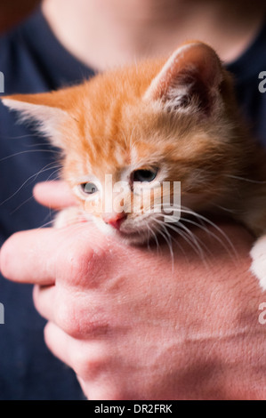 Eine Ingwertee farbige Katze hielt in einer Hand von einem Mann. Stockfoto