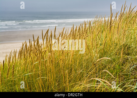 Gräser wachsen auf Sanddünen entlang der Küste des pazifischen Nordwesten in der Nähe von Astoria, Oregon, USA Stockfoto