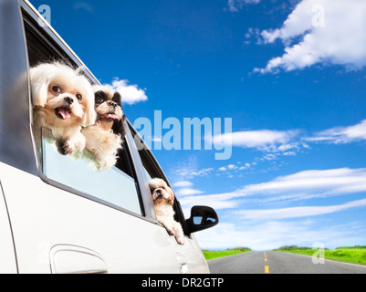 Familien Reisen Roadtrip Hund im Auto Stockfoto