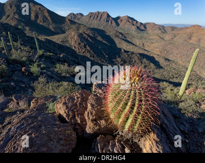 Barrel Kaktus in einem entfernten Teil des Tucson Berge, Saguaro National Park West Einheit, Tucson, Arizona Stockfoto