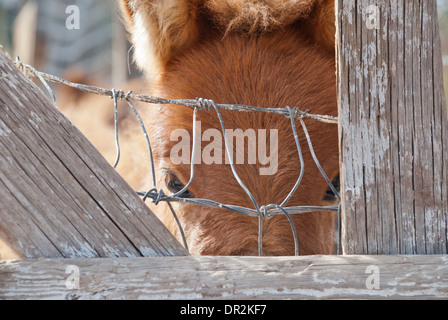Ein Fohlen späht durch das Holz und Draht Zaun auf dem Los Poblanos Bauernhof in Los Ranchos de Albuquerque. Stockfoto