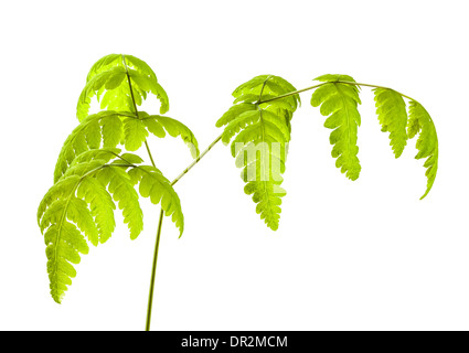 Gemeinsamen Eiche Farn auf weißem Hintergrund Stockfoto