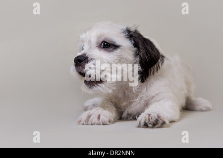 Happy Welpen lächelnd auf Lichtstudio grauen Hintergrund. Stockfoto