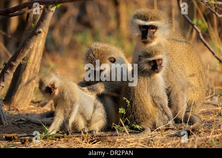 Vervet Affen (grüne Aethiops) pflegen einander, Südafrika Stockfoto