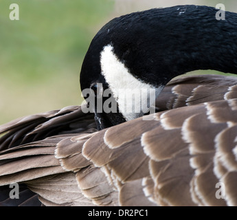 Kanadagans (Branta Canadensis) seine Federn putzen. Stockfoto