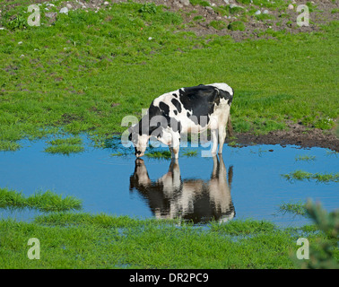 Ein Holstein-Friesian Kuh trinken aus einem überschwemmten Pool im Sommer.  SCO 9260. Stockfoto