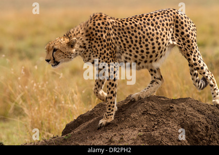 Gepard, Acinonyx Jubatus in Bewegung wieder Stockfoto