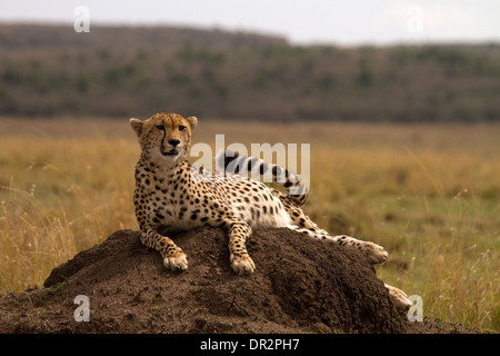 Gepard, Acinonyx Jubatus entspannend auf eine Termite mound Stockfoto