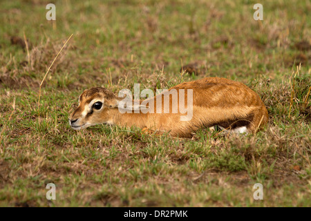 Baby Thomson es Gazelle, Eudorcas Thomsonii versteckt sich in dem kurzen Rasen Stockfoto