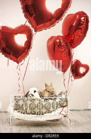 Zwei Kaninchen in Valentins Szene mit Luftballons Stockfoto