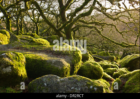 Wistman Holz, eine uralte Hochland Eichenholz, West Dart River Valley, Dartmoor, Devon. Pedunculate Eiche Bäume, Granitfelsen Stockfoto