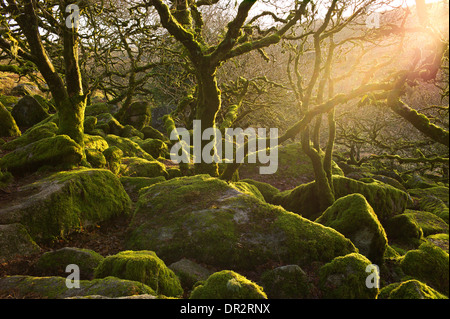 Wistman Holz, eine uralte Hochland Eichenholz, West Dart River Valley, Dartmoor, Devon. Pedunculate Eiche Bäume, Granitfelsen Stockfoto