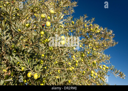 Oliven wachsen auf Baum in Sizilien vor blauem Himmel Stockfoto