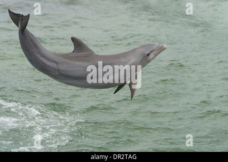 Delfin, Delphinus Delphis, Dolphin Stockfoto