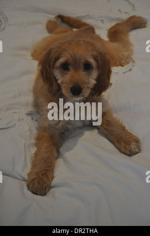 lustige Porträt des Cockapoo Welpe Hund liegen unten auf weißen Bett mit vier Beinen auf eine komische Art und Weise heraus geschrägt. Stockfoto