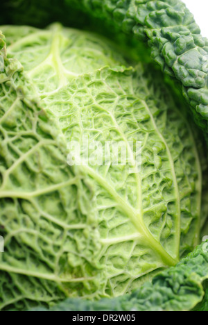 Kohl Blatt Textur Clouse, Natur Hintergrund Stockfoto