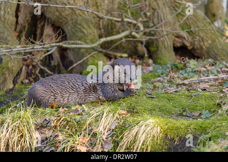 Europaeischer Fischotter, Lutra Lutra, europäischer Fischotter Stockfoto