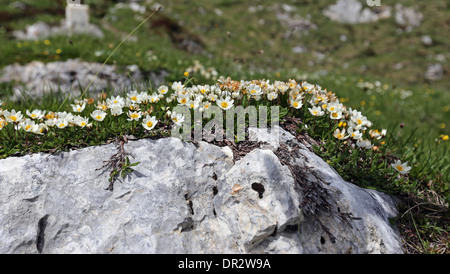 Dryas octopetala blüht auf Kalkstein. Alpenflora. Dolomiten, Italienische Alpen. Europa. Stockfoto