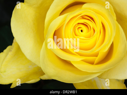 Eine Nahaufnahme Bild einer gelben rose Stockfoto