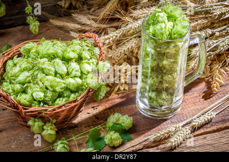 Frisch geerntete Hopfen als Zutat für Bier Stockfoto