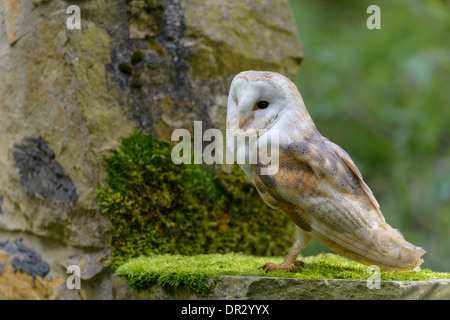 Schleiereule, Tyto Alba, Schleiereule Stockfoto