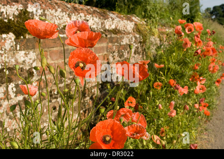 Gemeinsamen Mohnblume Straßenrand gegen eine alte Mauer gefunden Stockfoto