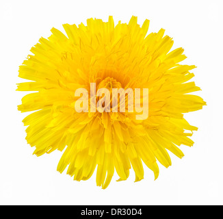Löwenzahn, die isoliert auf weißem Hintergrund Stockfoto