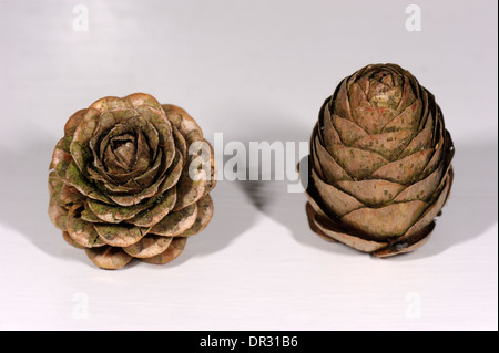 Lärche Kegel, Larix Decidua und Larix Kaempferi, europäischen und japanischen Lärchen Stockfoto