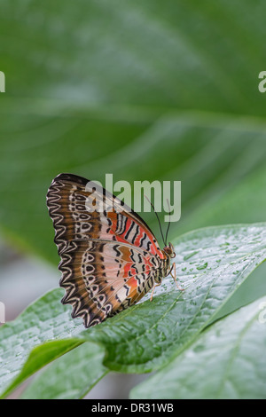 Malay Florfliege Schmetterling: Cethosa Biblis. Unterseite des Flügels Stockfoto